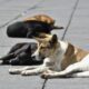 ¡A reinserción perritos de la calle!, plantean en Congreso local