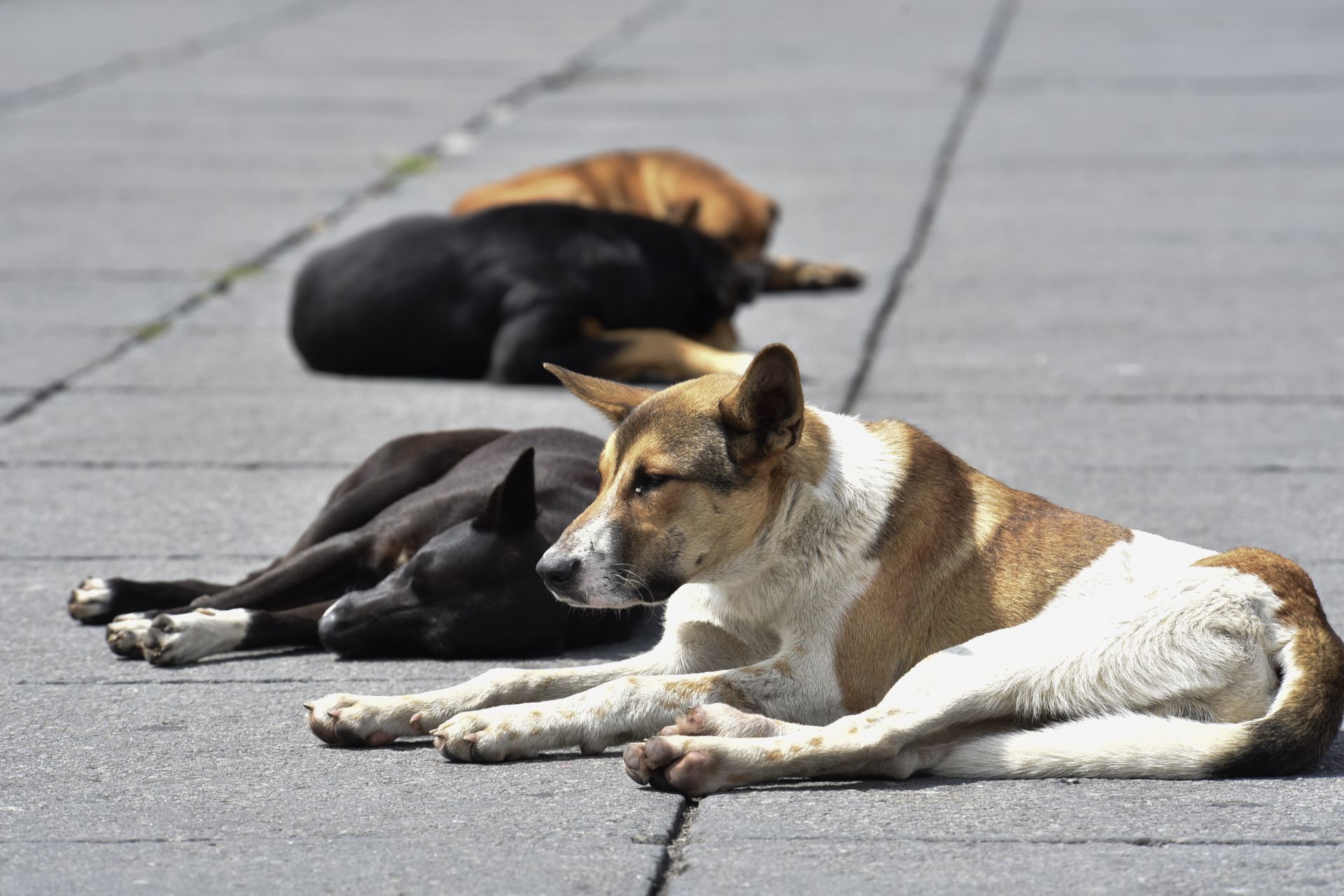 ¡A reinserción perritos de la calle!, plantean en Congreso local