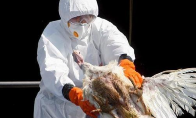 Alerta Influenza aviar AH5N1 México