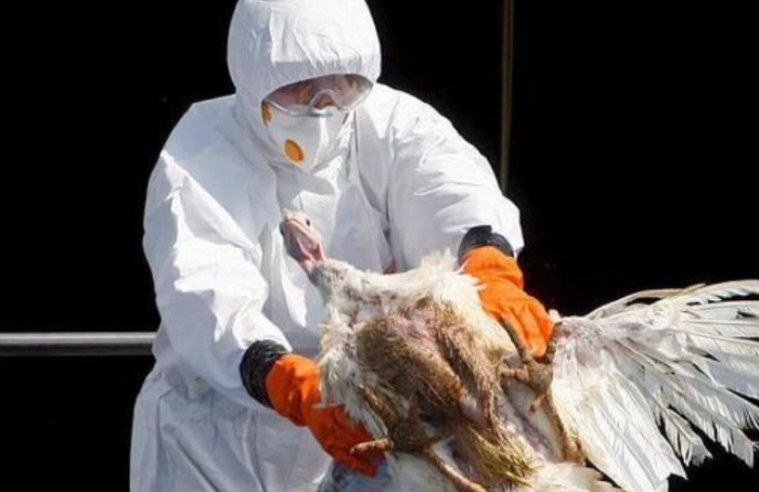 Alerta Influenza aviar AH5N1 México