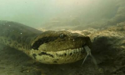 Buzo anaconda 7 metros