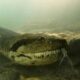 Buzo anaconda 7 metros