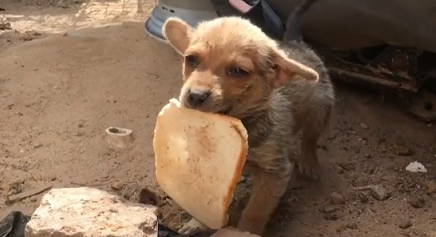 Cachorrito abandonado rescatista