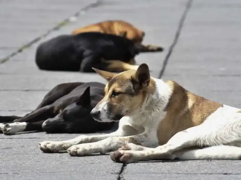 Diputados del Congreso de Michoacán estudian una propuesta para la reinserción de perros callejeros que incluye adopción, resguardo temporal y acciones de control poblacional