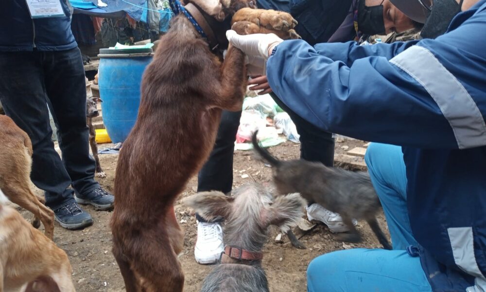 Rescatan a más de 100 perros abandonados en un predio