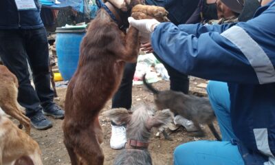 Rescatan a más de 100 perros abandonados en un predio