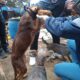 Rescatan a más de 100 perros abandonados en un predio