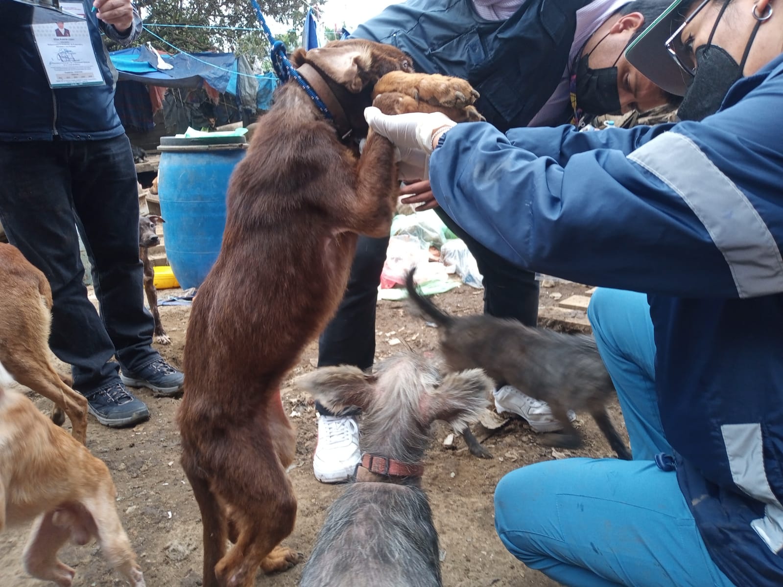 Rescatan a más de 100 perros abandonados en un predio