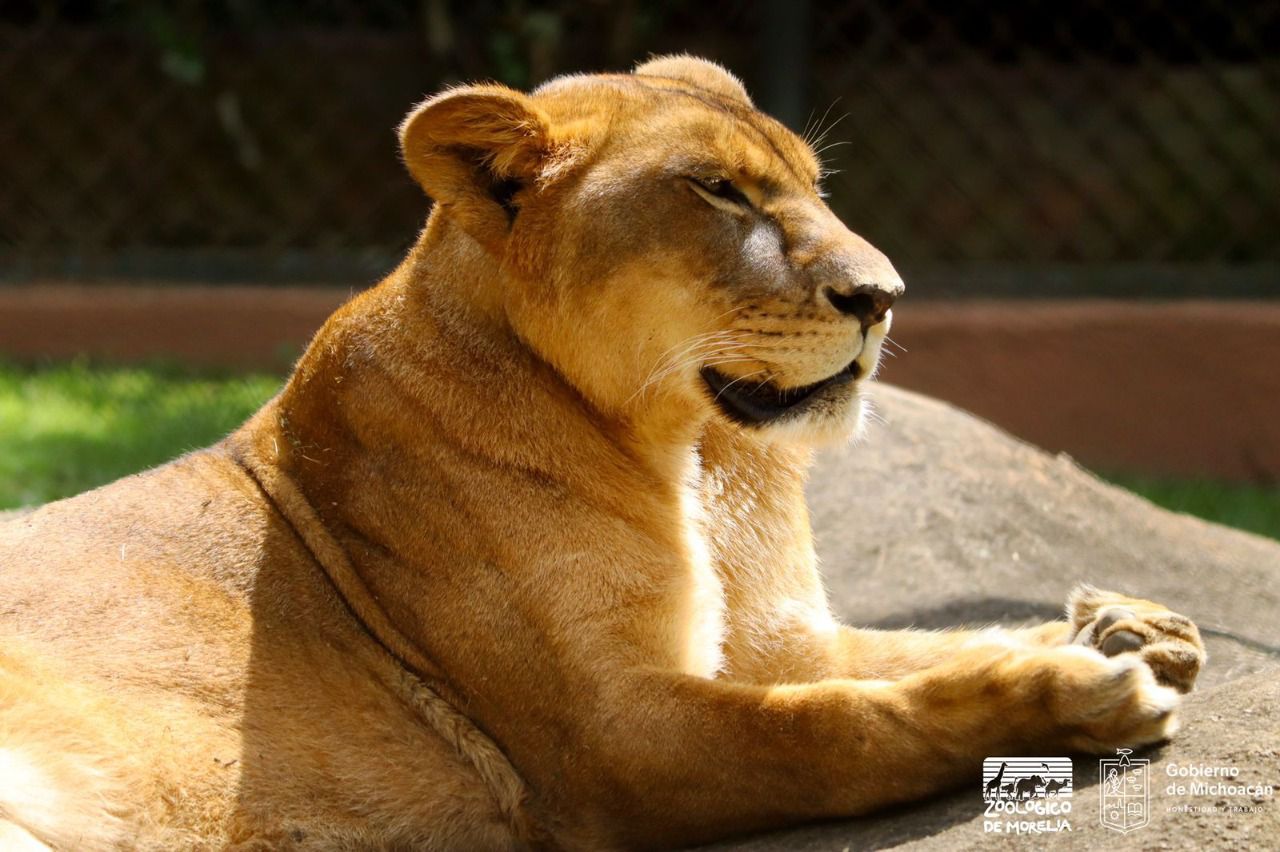 Leonas rescatadas del Black Jaguar ya pueden ser visitadas en Zoo de Morelia