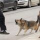 CAAM jaurías de perros