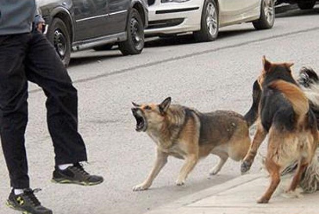 CAAM jaurías de perros