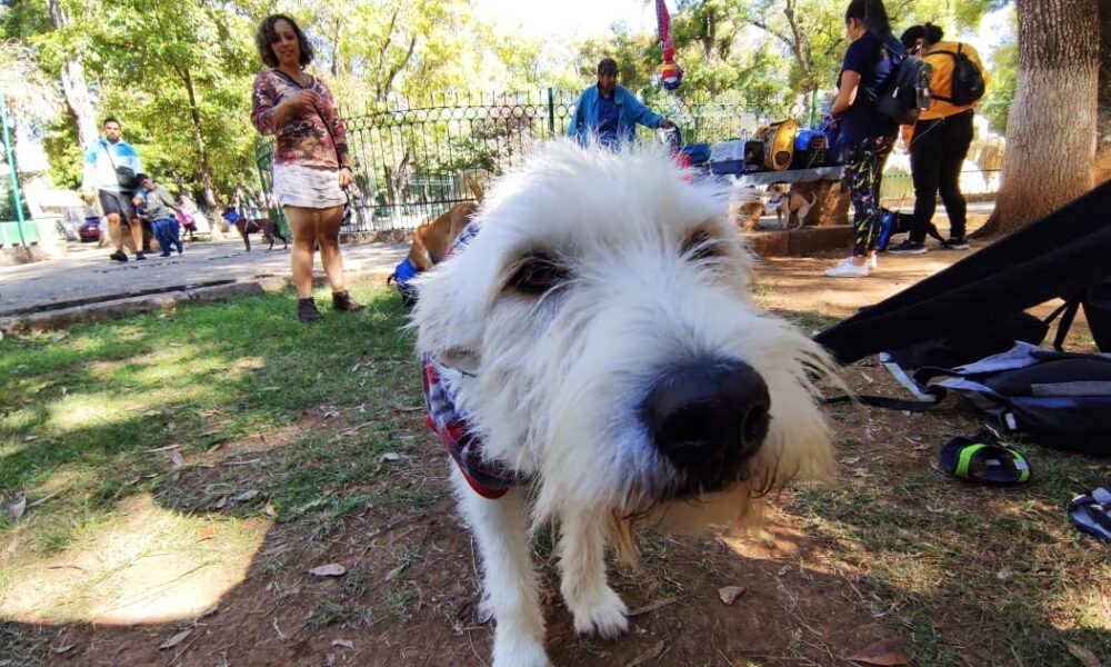 Hasta 10 personas abandonan diariamente a sus mascotas