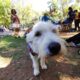 Hasta 10 personas abandonan diariamente a sus mascotas