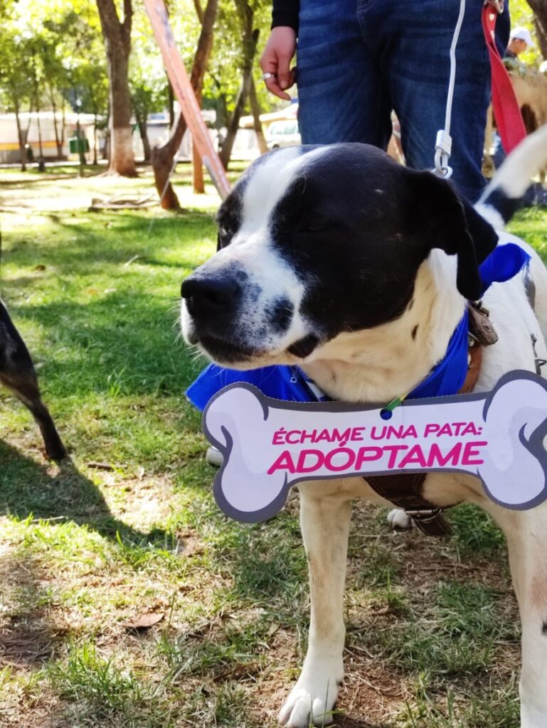 Hasta 10 personas abandonan diariamente a sus mascotas