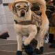 Murió perrita rescatista de la Marina, Frida; "nobleza, lealtad y amor"