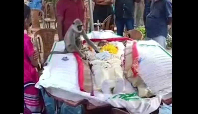 Mono funeral hombre