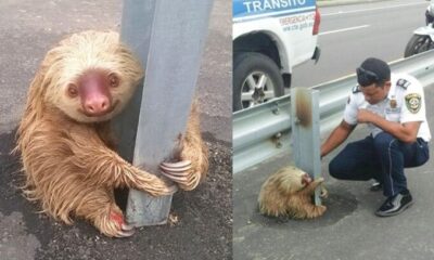 Oficial rescata oso perezoso