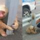 Oficial rescata oso perezoso