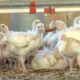 Ponen en cuarentena a granjas de 3 estados por influenza aviar