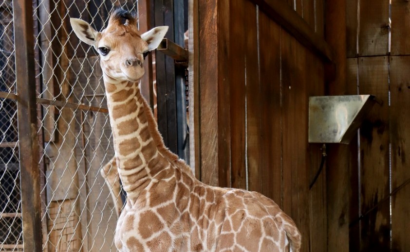 Jirafa reticulada nace en el Zoológico de Morelia