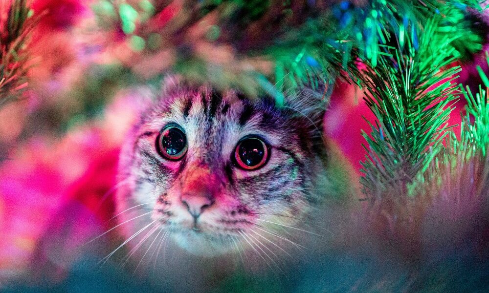 Tips para evitar que tu gato destruya el árbol de Navidad