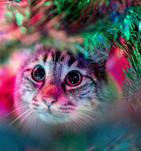 Tips para evitar que tu gato destruya el árbol de Navidad