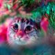 Tips para evitar que tu gato destruya el árbol de Navidad