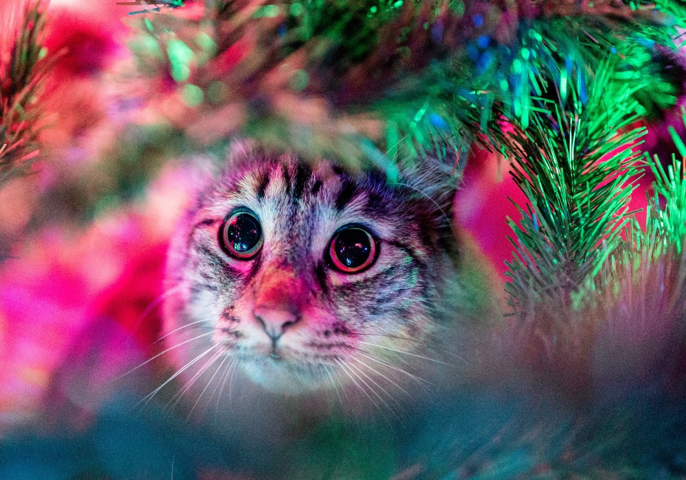 Tips para evitar que tu gato destruya el árbol de Navidad
