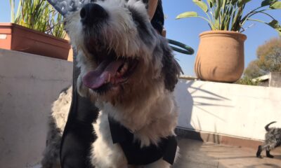 Ayuntamiento de Morelia sin detectar criaderos de perros