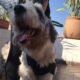 Ayuntamiento de Morelia sin detectar criaderos de perros