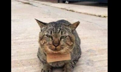 Gato factura comió