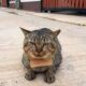 Gato factura comió