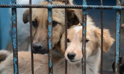 Michoacán crueldad animal