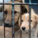 Michoacán crueldad animal