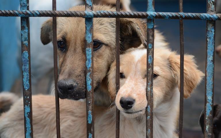 Michoacán crueldad animal