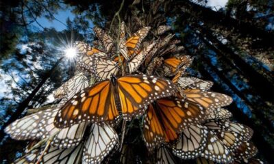 Millones de monarcas te esperan en los santuarios de Michoacán