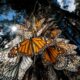 Millones de monarcas te esperan en los santuarios de Michoacán