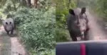 Rinoceronte persigue a turistas en un safari