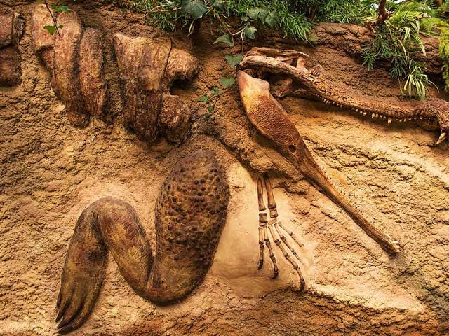 Se mantienen incógnitas ante dinosaurio momificado