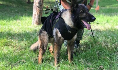 Fallece en Turquía Proteo, perro rescatista de Sedena
