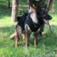 Fallece en Turquía Proteo, perro rescatista de Sedena