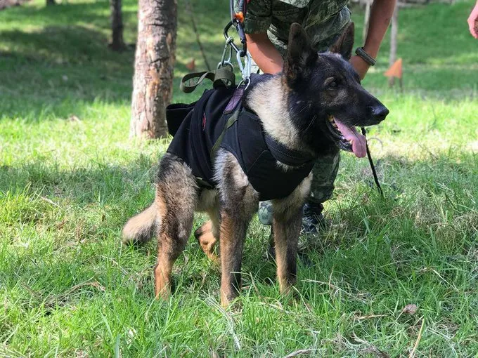 Fallece en Turquía Proteo, perro rescatista de Sedena