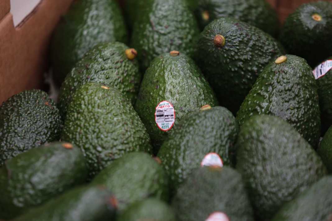 Presentan queja contra producción de aguacate en Michoacán