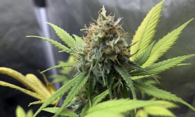 marihuana CDMX Senado