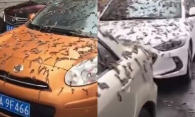 "Lluvia de gusanos" cayó sobre China: qué pasó realmente