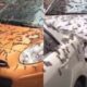 "Lluvia de gusanos" cayó sobre China: qué pasó realmente