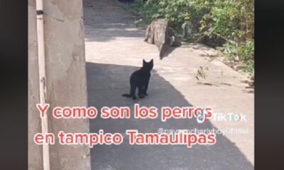 Cocodrilo paseando Tampico