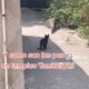 Cocodrilo paseando Tampico