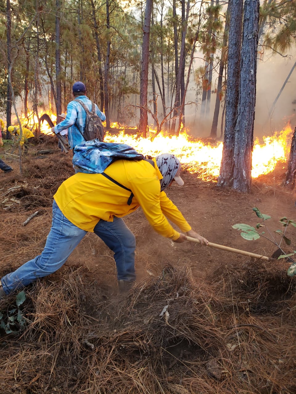 Cofom mantiene trabajos para extinguir incendio forestal en Cotija