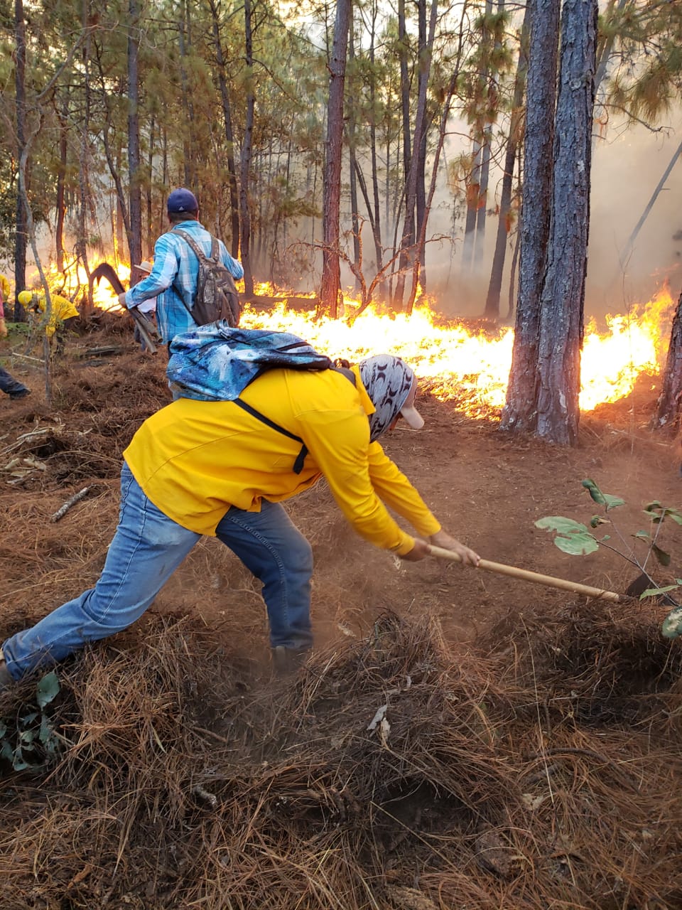 Cofom mantiene trabajos para extinguir incendio forestal en Cotija